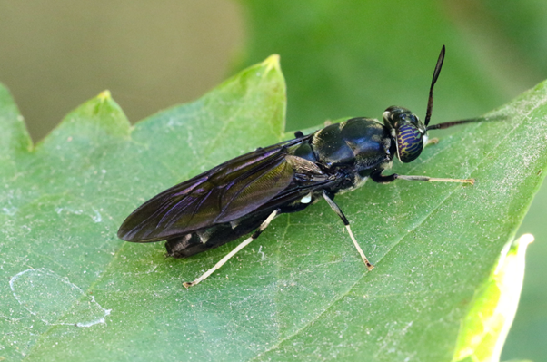 Black Soldier Fly