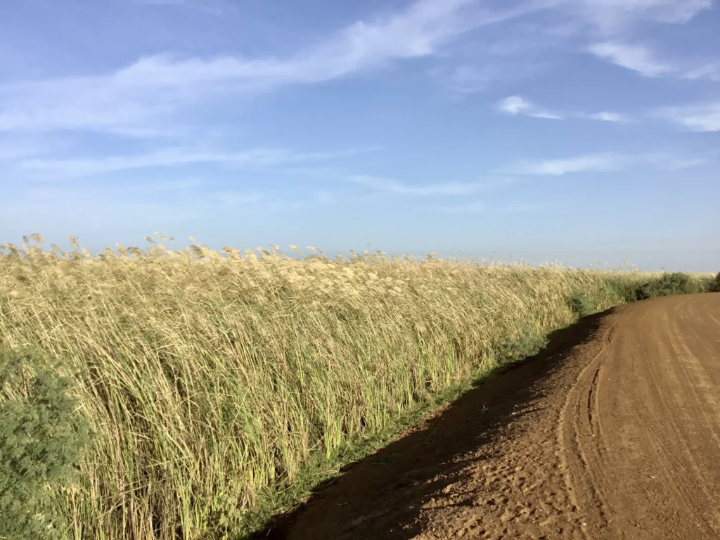 Typha in Dagana Credits: Walorise