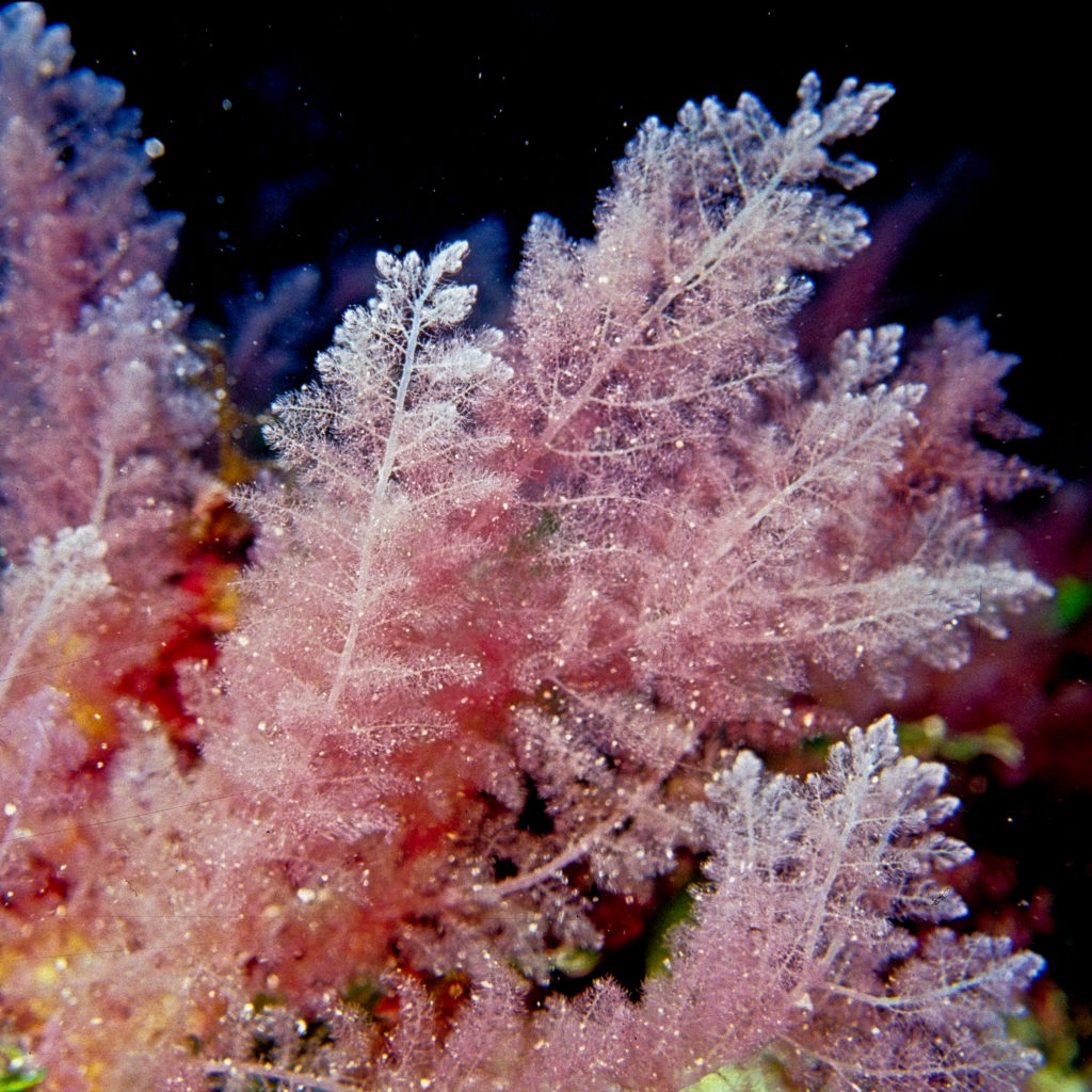 Delicate Red Seaweed In Fiji
