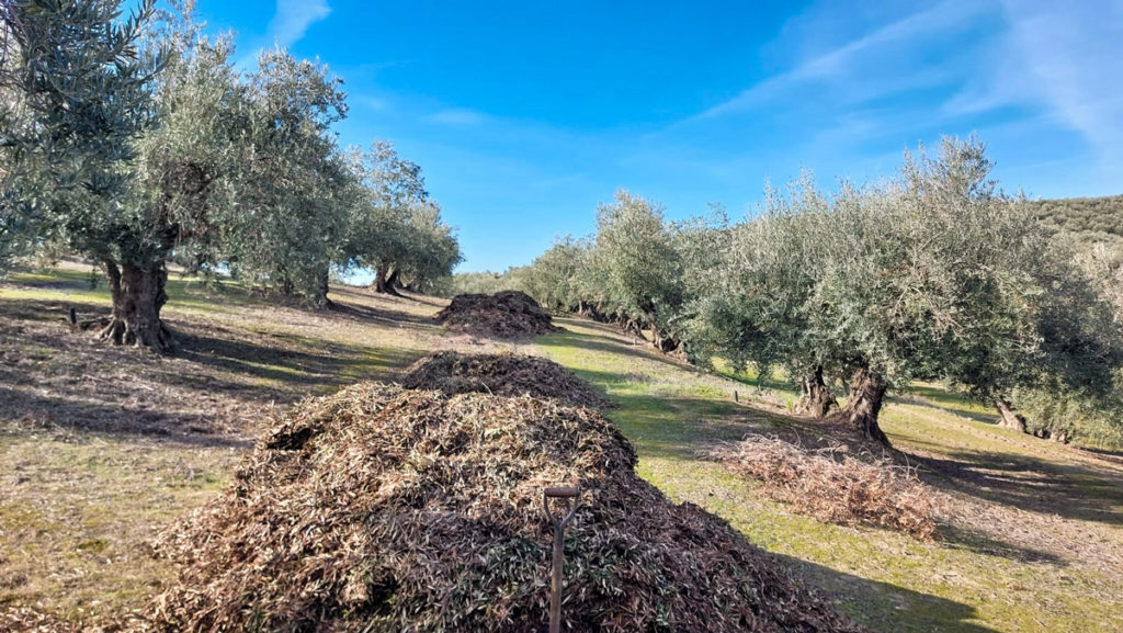 Olivar Hojarasca 20231218