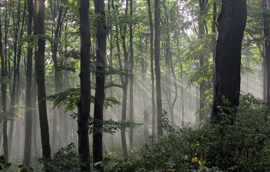 SCF RFP Amazonian Forest